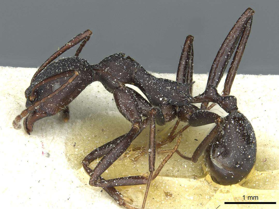 Aphaenogaster depilis Santschi 1911的圖片