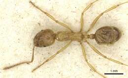 Image of Aphaenogaster hesperia Santschi 1911