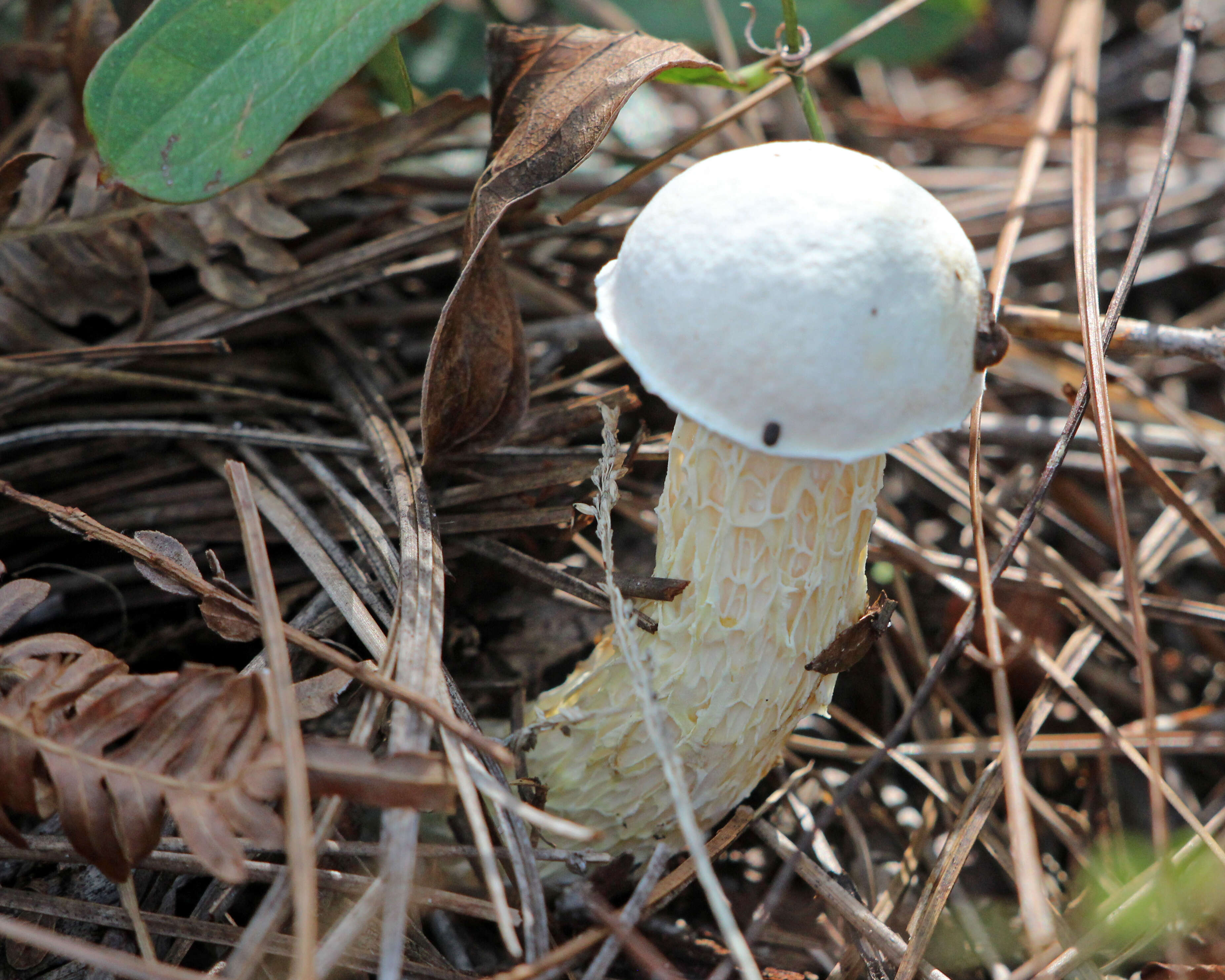 Image of Austroboletus subflavidus (Murrill) Wolfe 1980