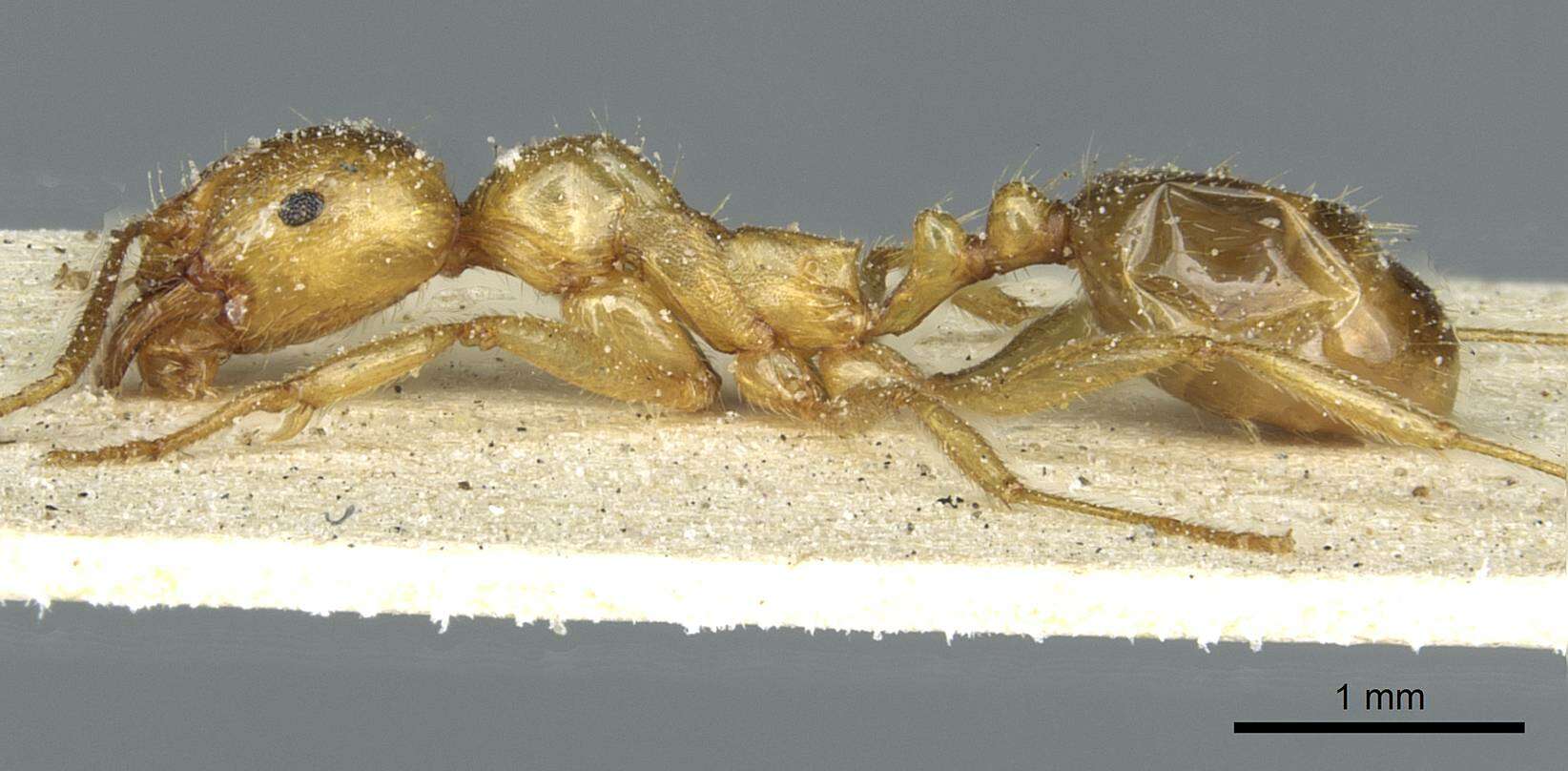 Image of Aphaenogaster hesperia Santschi 1911