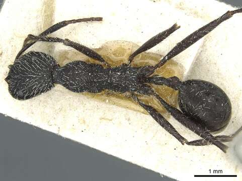 Слика од Aphaenogaster praenoda Santschi 1933