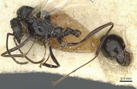 Aphaenogaster senilis Mayr 1853的圖片