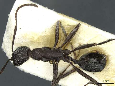 Aphaenogaster senilis Mayr 1853的圖片