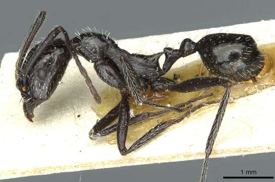 Image of Aphaenogaster spinosa Emery 1878