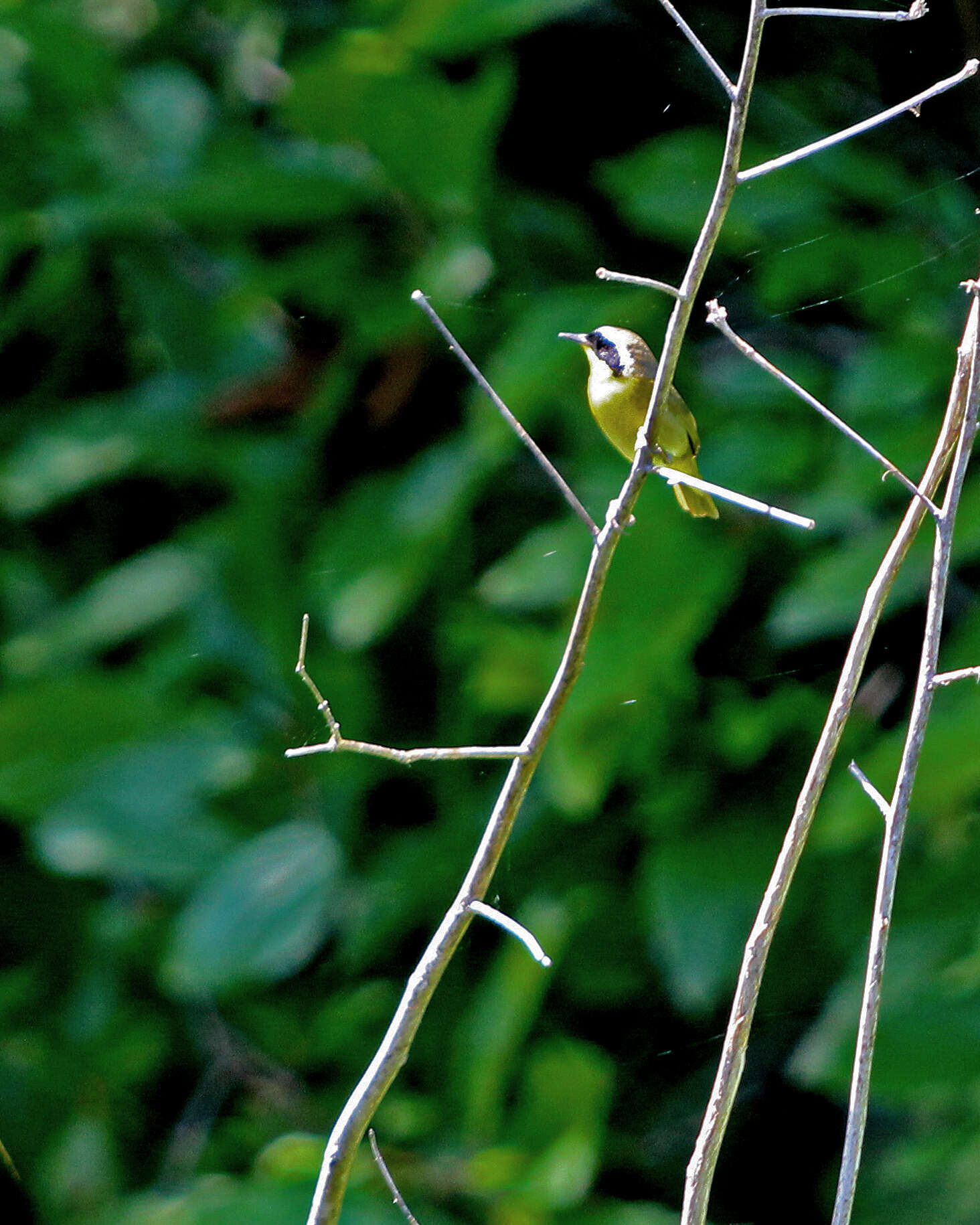 Geothlypis trichas (Linnaeus 1766) resmi