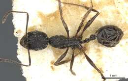 Image of Aphaenogaster theryi Santschi 1923