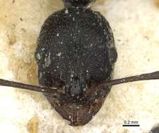 Image of Aphaenogaster theryi Santschi 1923