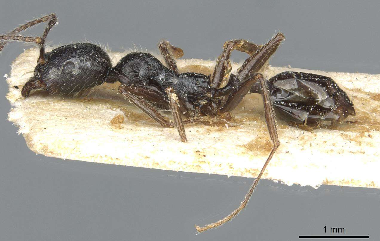 Image of Aphaenogaster theryi Santschi 1923