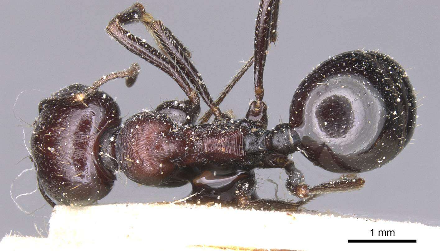 Image of Messor hoggarensis