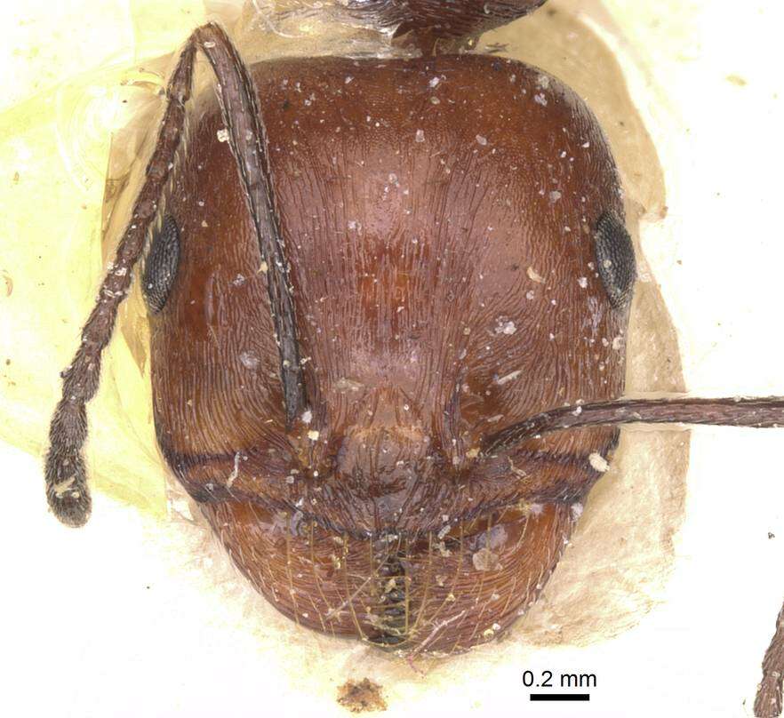 Image of Messor hoggarensis