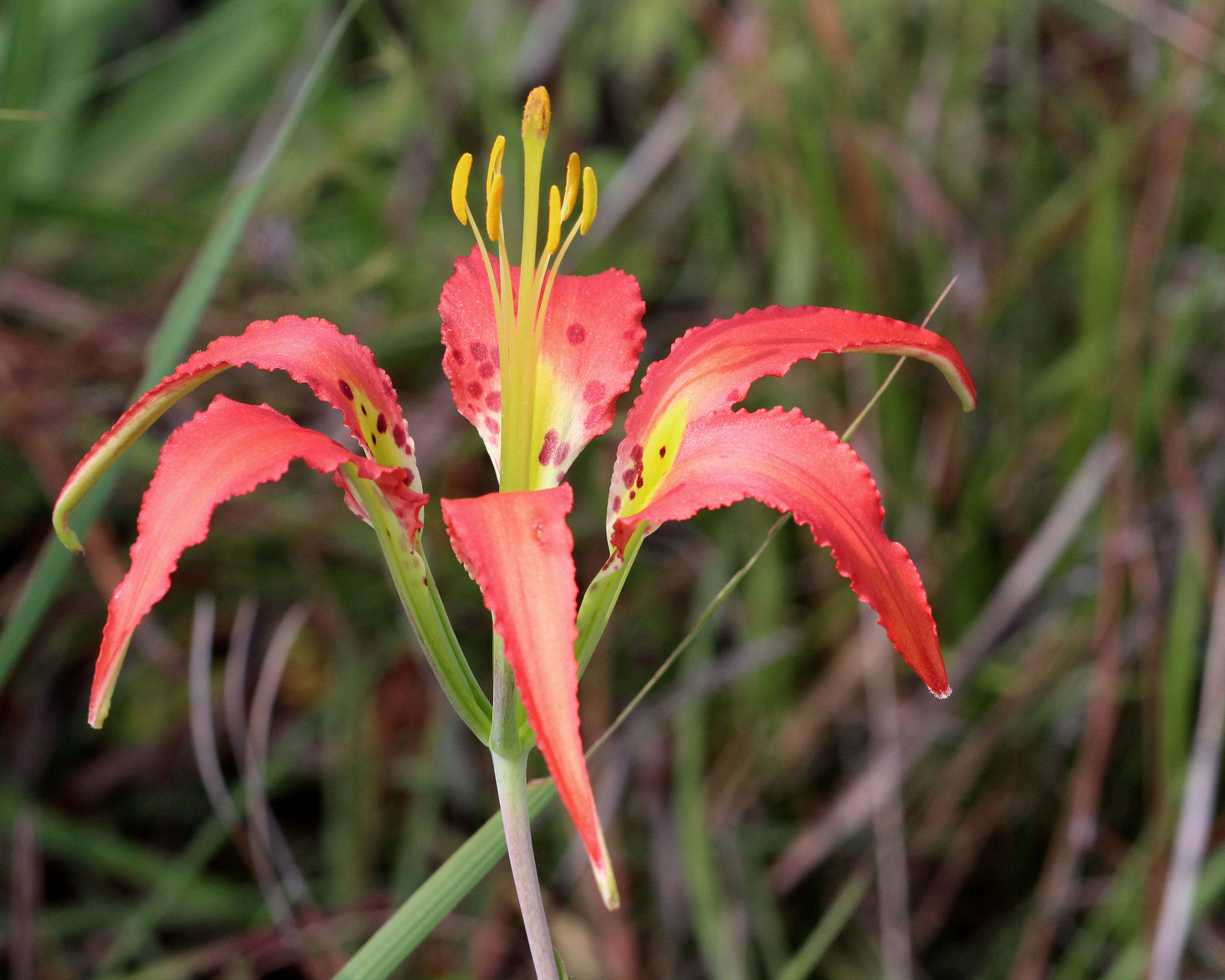 Image of pine lily