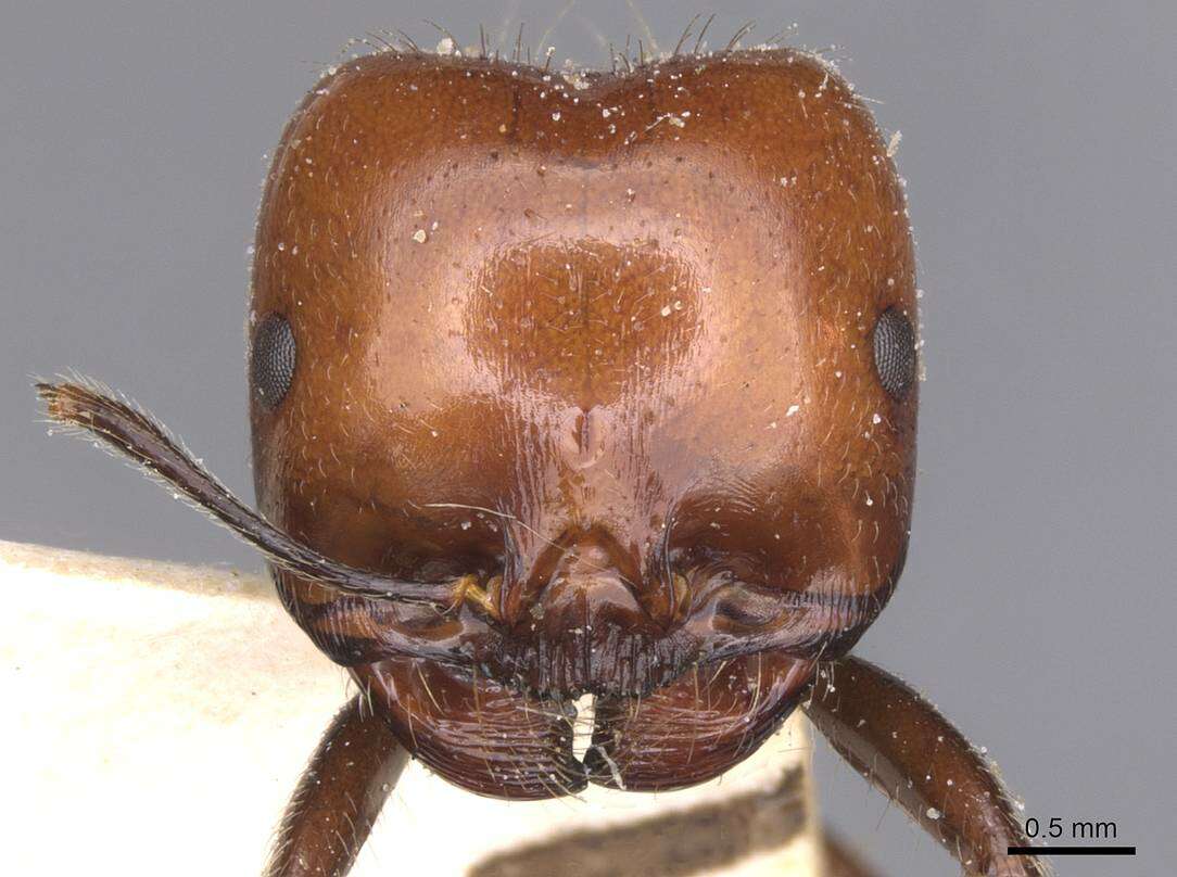 Sivun Messor barbarus (Linnaeus 1767) kuva