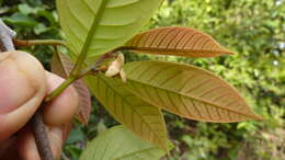 Sivun Annona bahiensis (Maas & Westra) H. Rainer kuva