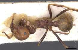 Image of Messor regalis (Emery 1892)