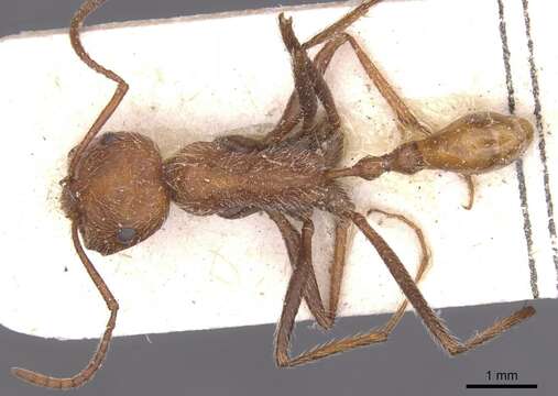 Ocymyrmex flaviventris Santschi 1914 resmi