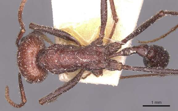 Image of Ocymyrmex fortior Santschi 1911