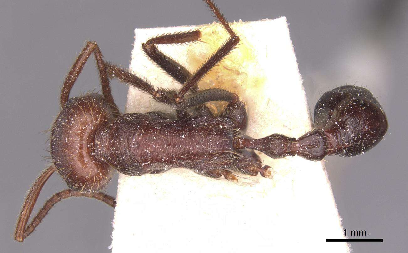 Image of Ocymyrmex fortior Santschi 1911