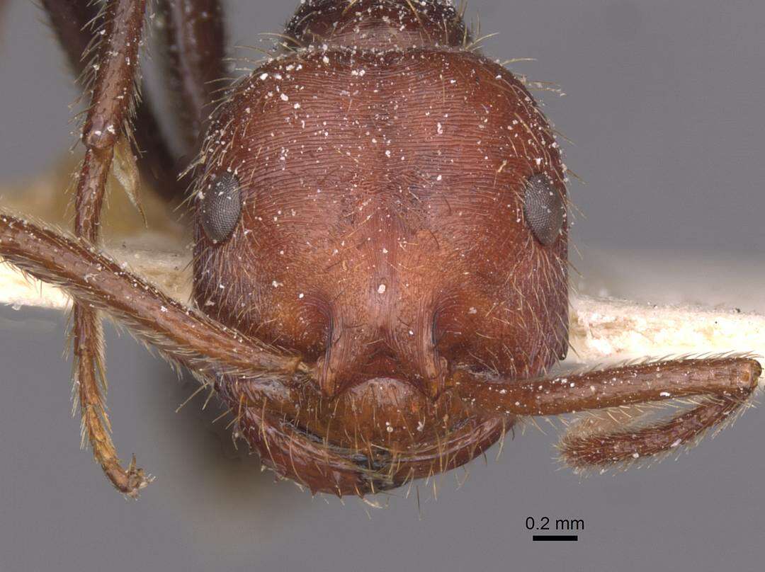 Image of Ocymyrmex fortior Santschi 1911