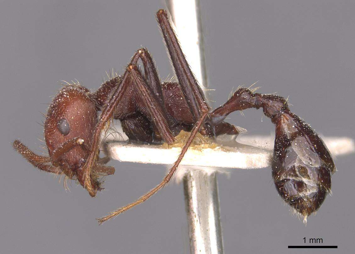 Ocymyrmex fortior Santschi 1911 resmi