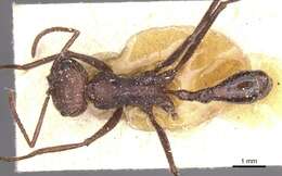 Ocymyrmex monardi Santschi 1930 resmi