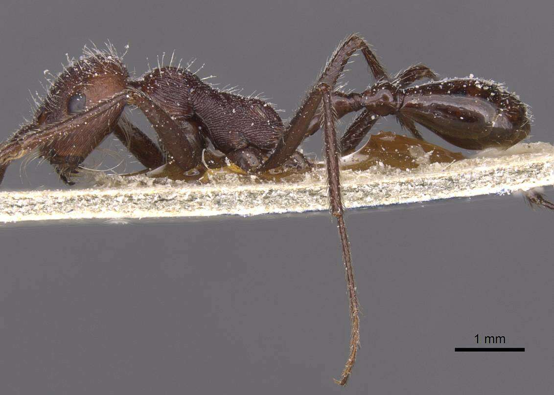 Ocymyrmex monardi Santschi 1930 resmi