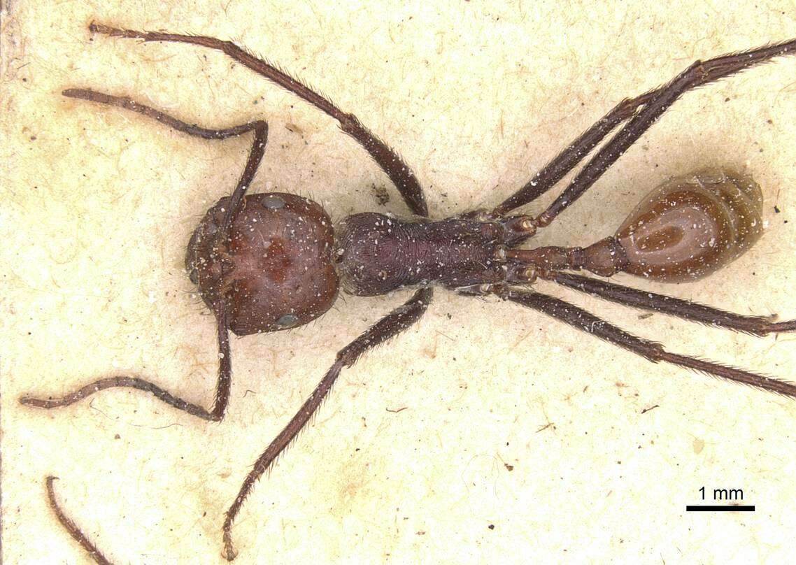 Ocymyrmex velox Santschi 1932 resmi