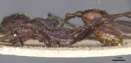 Ocymyrmex velox Santschi 1932 resmi