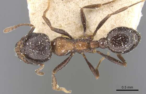 Image de Oxyopomyrmex