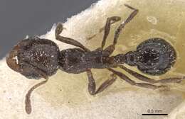 Plancia ëd Oxyopomyrmex insularis Santschi 1908