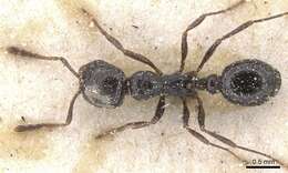 Plancia ëd Oxyopomyrmex insularis Santschi 1908