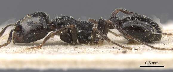 Image of Oxyopomyrmex insularis Santschi 1908