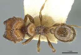 Pheidole aberrans Mayr 1868 resmi