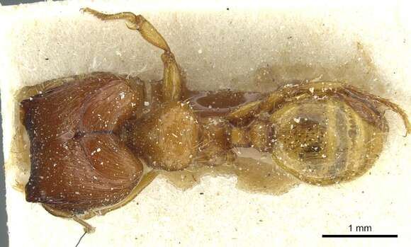 Plancia ëd <i>Pheidole obscurifrons</i>