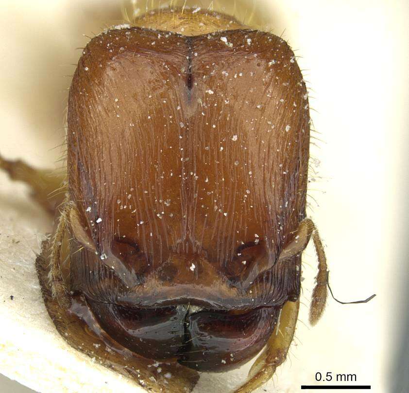 Plancia ëd <i>Pheidole obscurifrons</i>