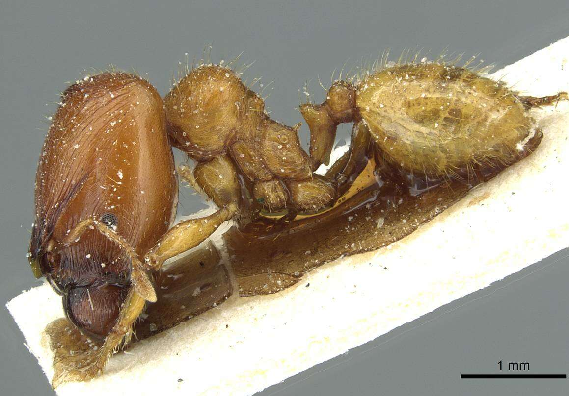 Plancia ëd <i>Pheidole obscurifrons</i>