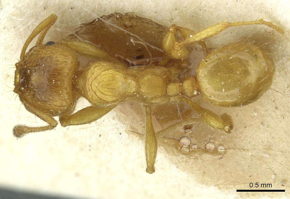 Plancia ëd <i>Pheidole obscurifrons</i>