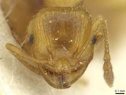 Plancia ëd <i>Pheidole obscurifrons</i>