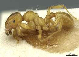 Plancia ëd <i>Pheidole obscurifrons</i>