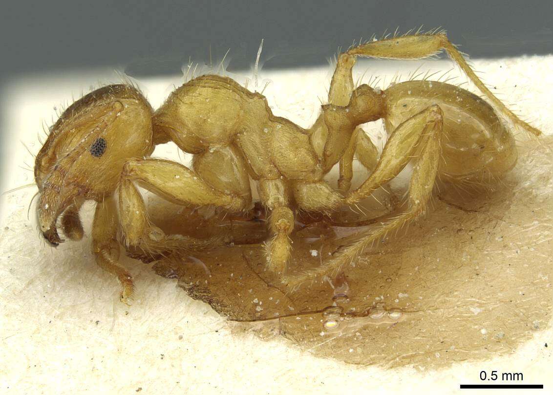 Plancia ëd <i>Pheidole obscurifrons</i>