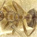 Image of Pheidole acutidens (Santschi 1922)