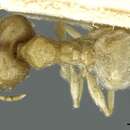 Pheidole albidula Santschi 1928的圖片