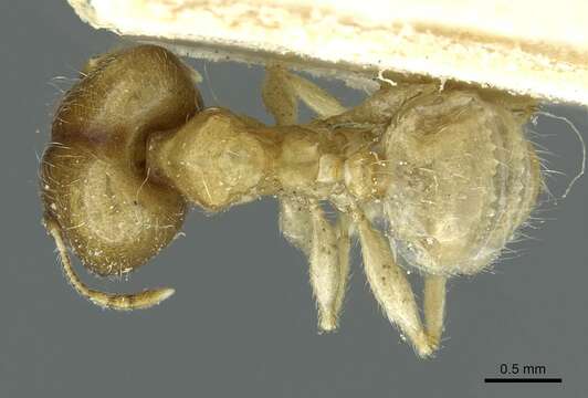 Pheidole albidula Santschi 1928 resmi