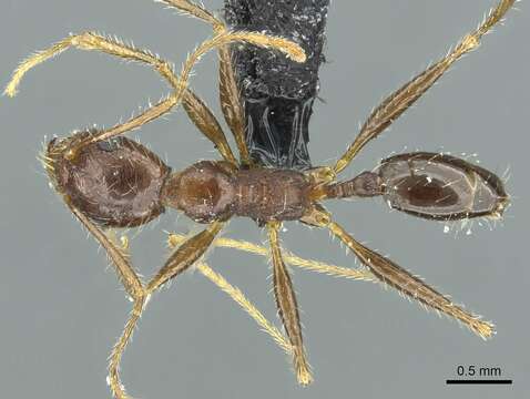 Image of Pheidole andrieui Santschi 1930