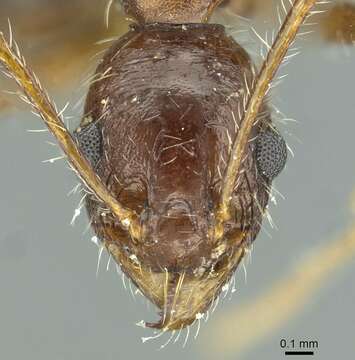 Image of Pheidole andrieui Santschi 1930