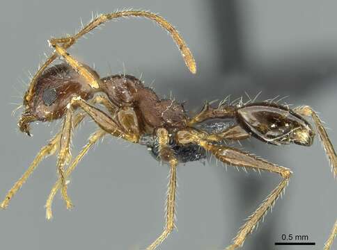 Image of Pheidole andrieui Santschi 1930