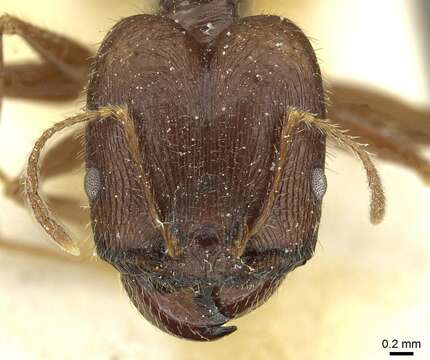 Imagem de Pheidole arcifera Santschi 1925