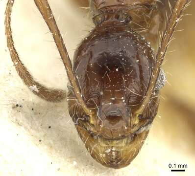 Imagem de Pheidole arcifera Santschi 1925