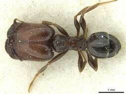 Image de Pheidole arnoldi Forel 1913