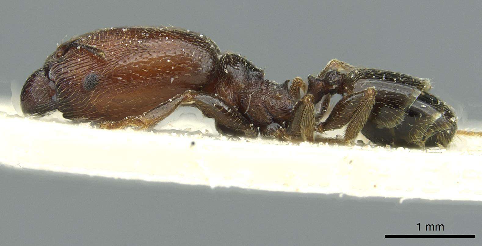 Image de Pheidole arnoldi Forel 1913