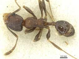 Image de Pheidole arnoldi Forel 1913